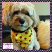 Ladybug Pet Bandana