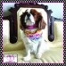 Happy Daisies with Pink Cuff Over Collar Pet Bandana
