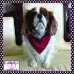 Puppy Polka Over Collar Pet Bandana - Red Cuff