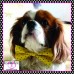Yellow with Small Black Polka Dots - Bow Tie