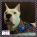 Super Pup Pet Bandana